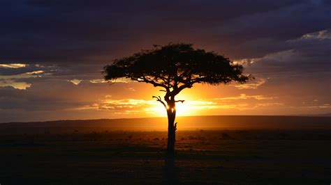 Download Wallpaper 3840x2160 Tree Sunset Landscape Africa 4k Wallpaper Uhd Wallpaper 16 9