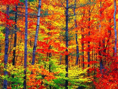 Autumn Season Fall Color Tree Forest Nature Landscape Wallpapers Hd Desktop And Mobile