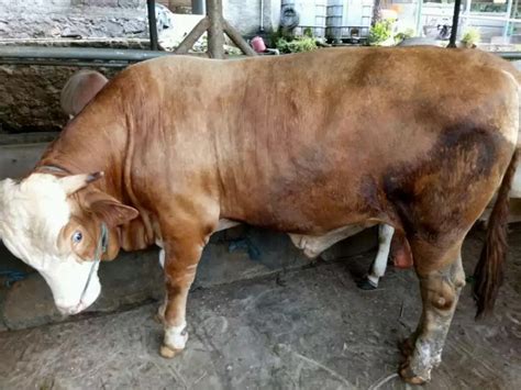 Mahesa: Sembelihlah Aku.....Puisi Untuk Idul Adha