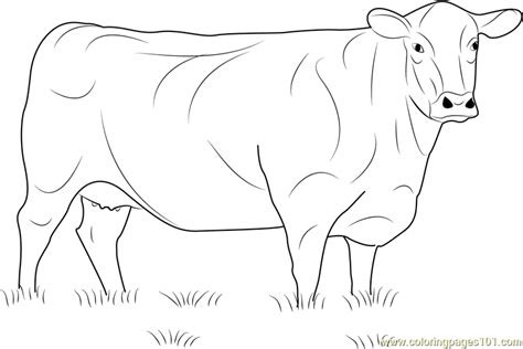 Https://favs.pics/coloring Page/angus Cow Coloring Pages