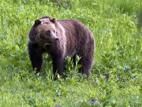 Agency Rules Grizzly Bears In Selway Bitterroot Protected Under