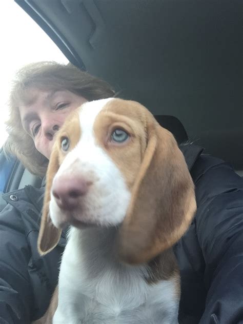 Chocolate Beagle Going To Forever Home New Mom Blue Eyed Beagle Baby