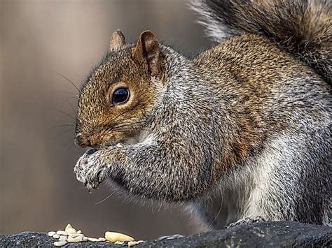 Eastern Gray Squirrel Facts Animals Of North America
