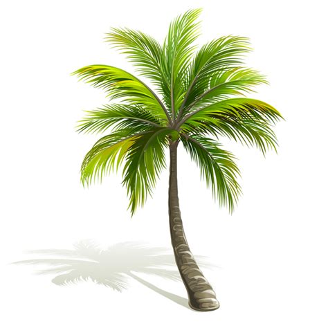 Realistic Palm Tree Drawing