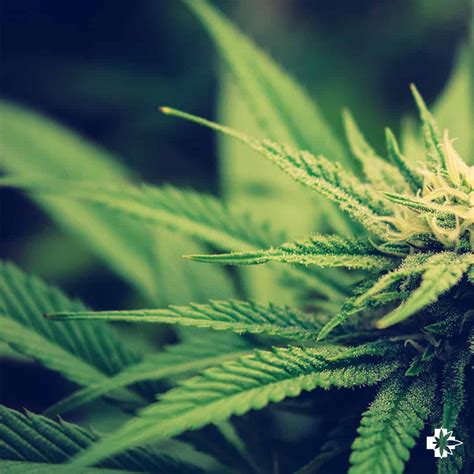 Maybe you would like to learn more about one of these? How to Get a Florida Marijuana Card & Florida MMJ Card