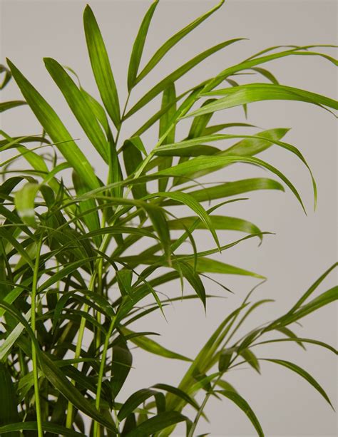 Native to mexico and central america, the parlor palm requires very little care and is an excellent air purifier. Parlor Palm | Plants, Plant care houseplant, Easy care plants