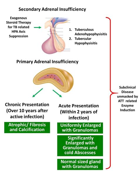 Figure Mechanisms Of Adrenal Insufficiency With Endotext