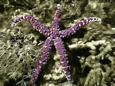 Purple Starfish Photograph By Sergey Lukashin