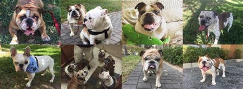 Последние твиты от bulldog rescue (@bulldogrescue1). Larues Legacy Bulldog Rescue Of South Florida - Community ...