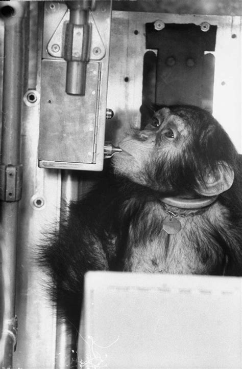 Astrochimps Photos Of Ham The First Chimpanzee In Space And Others