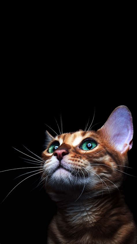Heroscreencc 4k Cat Amoled Phone Wallpaper 동물 사진 고양이 사진 귀여운 고양이 사진