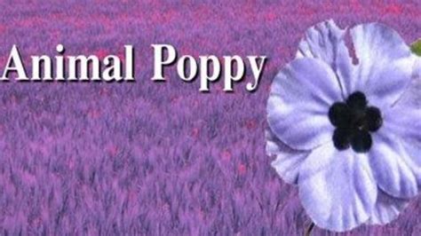 Red, white, purple: what colour of poppy do you wear? | Stuff.co.nz