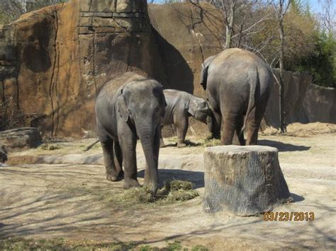 At the sober camel we have books and gifts that focus on recovery and spiritual growth. Cheetah - Picture of St. Louis Zoo, Saint Louis - TripAdvisor