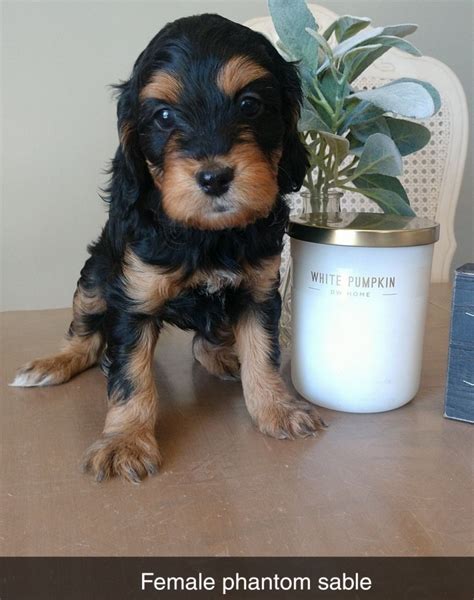Find goldendoodle puppies for sale with pictures from reputable goldendoodle breeders. Goldendoodle Puppies For Sale | Spicer, MN #307432