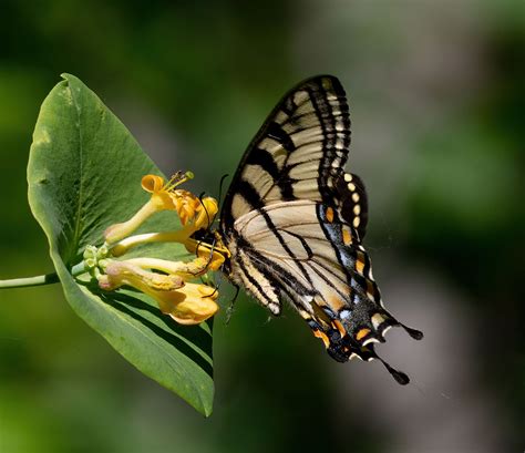 Canadian Tiger Swallowtail Papilio Canadensis On Honey Flickr