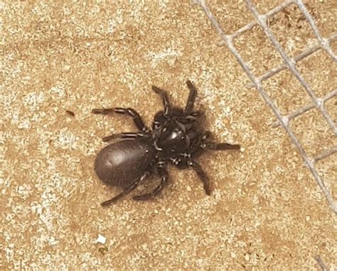 Funnel Web Spider Crawls Into Goulburn Mothers Backyard About Regional