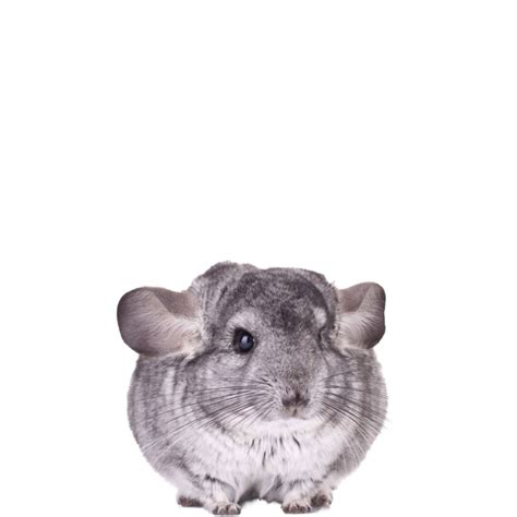 Free Chinchilla Png Images Download Now