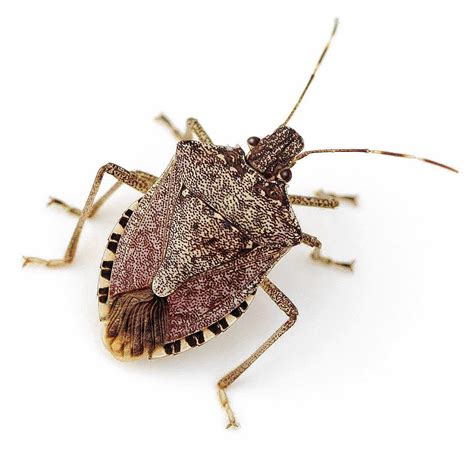 How To Kill Stink Bugs Naturally And Keep Them Away Pest Wiki