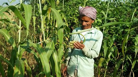 Smallholders Cultivating Millets To Make Their Food