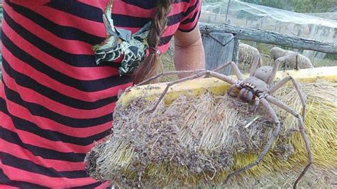 descubren una araña gigante en australia weekend