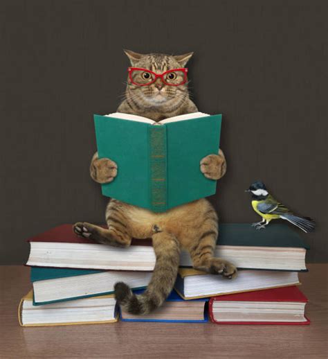 750 Cat Wearing Glasses Reading A Book Stock Photos Pictures
