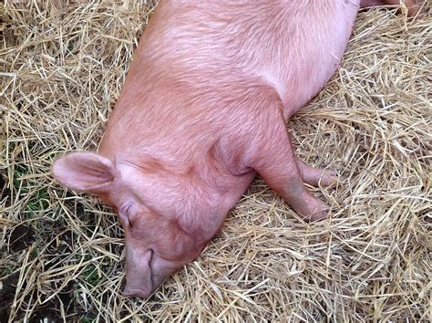 Pig Sow Farm Livestock Piggy Hog Asleep Sleeping Snout Farming