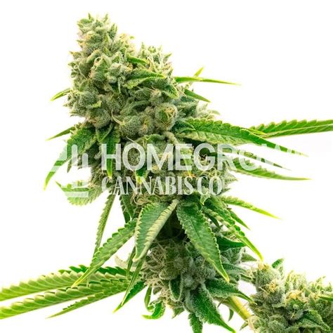 homegrown cannabis co legend og feminized leafly