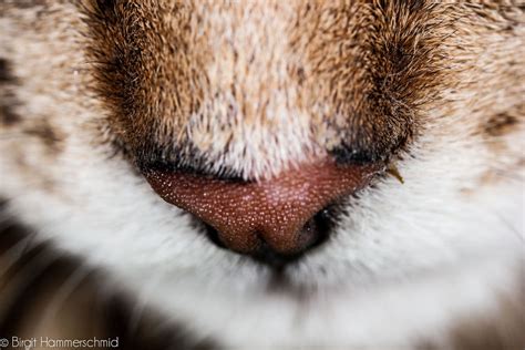 93 close ups of cat noses to make your day bored panda