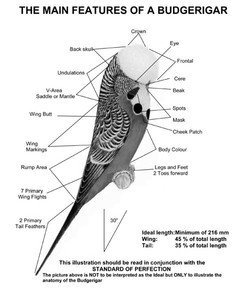 Main Features Of A Budgerigar