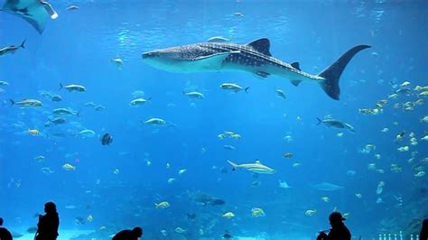Georgia Aquarium Whale Sharks And Stunning Fish In 1080p