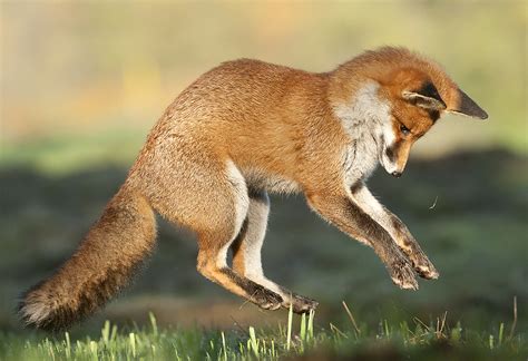 Red Fox Pouncing 2 Oscar Dewhurst Dewie1994 Flickr