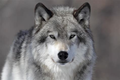 How The Fight For The Gray Wolf Was Won And Lost The Takeaway Wqxr