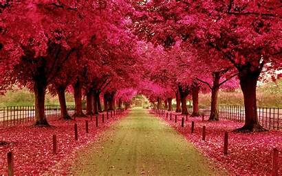 Park Pink Fall Tree Leaf Walkway Background