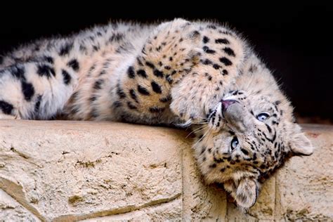 50 Facts About Snow Leopards Owlcation