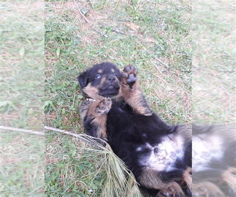 View Ad Beauceron German Shepherd Dog Mix Puppy For Sale Near