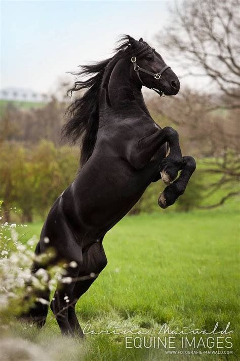 Friesian Rearing Horses Black Horses Friesian Horse