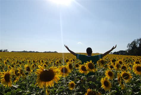 I like how taking selfies lets you call yourself a photographer. Sunflower Farm - Clear Meadow Farm