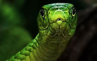 Wallpapers Snake Desktop Animal Snakes Backgrounds Face