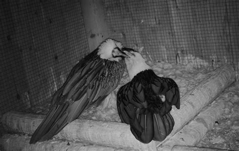 An Inside Look Into The Start Of The Bearded Vulture Breeding Season In