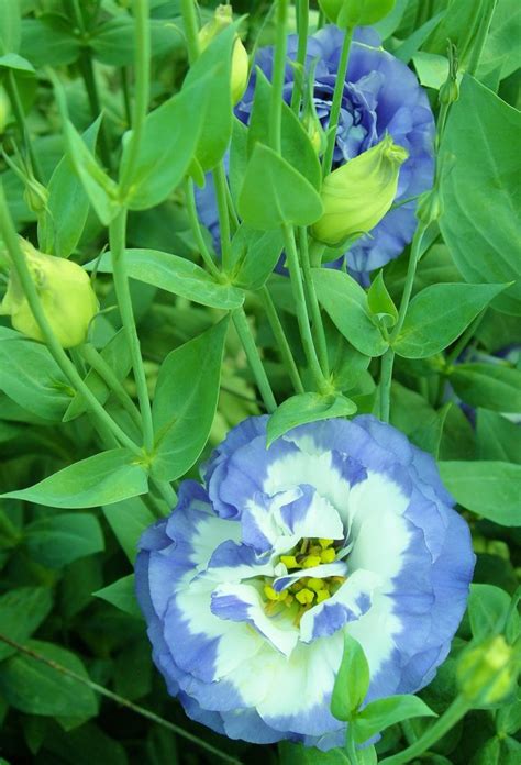 Blue Flowers For The Summer Garden Yard Doc Carol