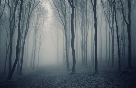 Grey Forest Wallpapers Top Free Grey Forest Backgrounds Wallpaperaccess