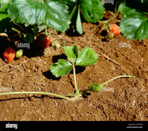 Runners Stolons Strawberry Plant Horizontal Stem Grows Above Ground