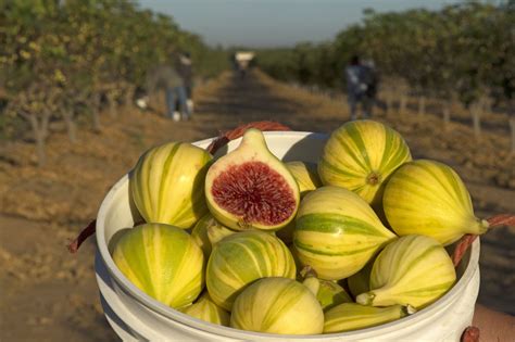 Fresh Figs One Of Summers Most Fleeting Pleasures With 12 Recipes