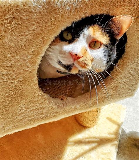 Head Of A Calico Cat Peeking Out Of A Cat Tower Stock Image Image Of