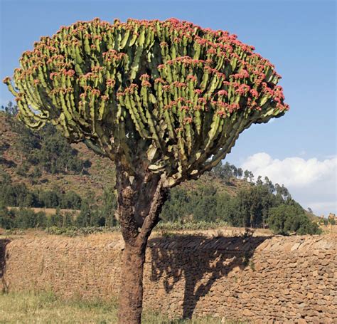 Flora Of Ethiopia Ethiopian Adventure Tours