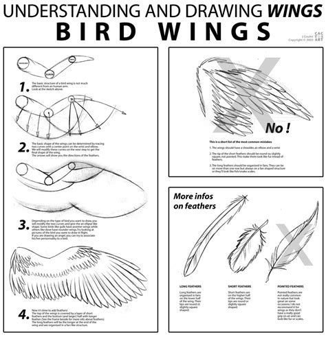 Https://techalive.net/draw/how To Draw A Birds Wing