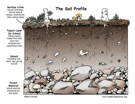 The Dirt On Dirt Why Is Soil Important