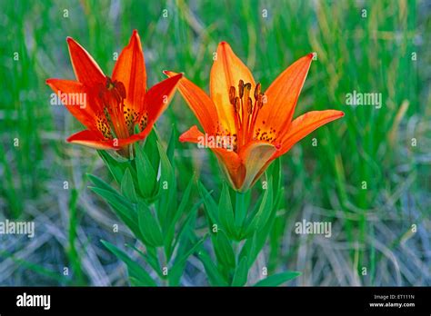 Wildflowers Rocky Mountain Lily Or Wood Lily Closeup Lillium