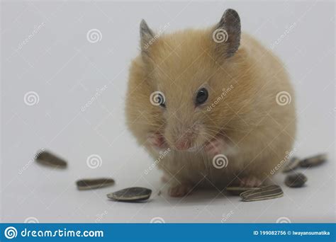 A Syrian Hamster Mesocricetus Auratus Is Eating Sunflower Seeds Stock