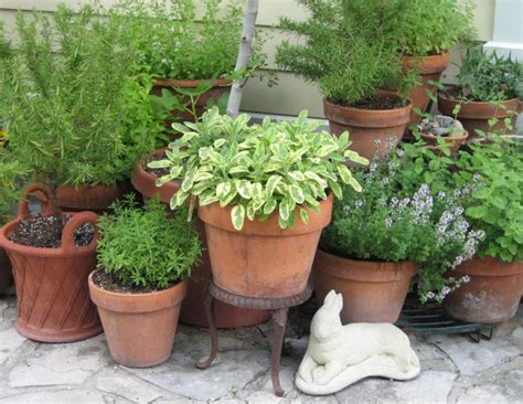 How to grow a patio garden. How to Grow a Container Herb Garden
